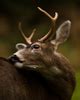 Blacktail Deer in Snowstorm ~ Deer photo from Cortes Island BC, Canada - Island Light Photography