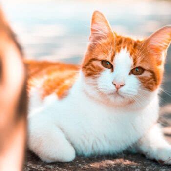 New webcast: Gabapentin and behavior modification for shelter cats | Chew On This