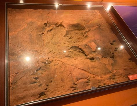 A Fossil Dinosaur Footprint Photographed at a Museum