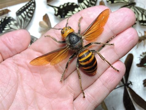 What Are 'Murder Hornets'? Size, Sightings and What They Look Like - Newsweek