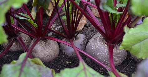 How to Grow Beets in Containers | Gardener’s Path