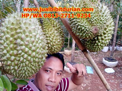 SPESIAL..! Hp/Wa 0813-2711-9234, Durian Bawor Vs Montong, Bibit Durian Bawor, Ciamis ~ durian ...