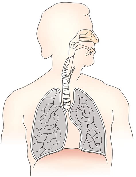 Pharmacology of drugs: Respiratory Stimulants > PharmaCampus