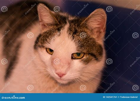 Cat With Nasal Tumor Royalty-Free Stock Photography | CartoonDealer.com #142541711