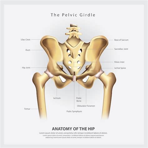 O cinturão pélvico de ilustração de vetor de anatomia humana osso quadril | Vetor Premium