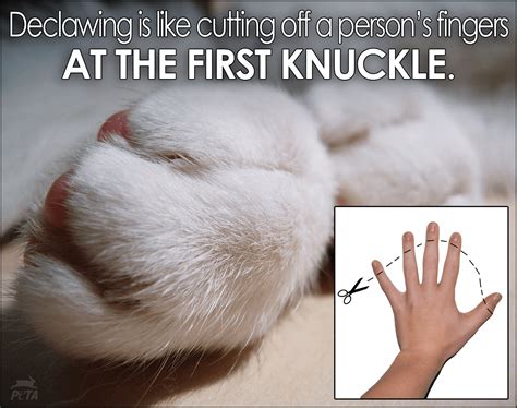 New York Passes Bill Banning the Declawing of Cats – Pamelyn