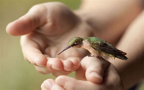 Pictures of the day: 15 August 2012 | Hummingbird perch, Pet birds, Hummingbird