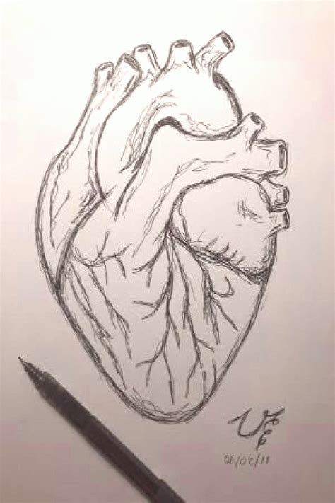 All types of images Drawing of a heart | Human heart drawing, Art drawings sketches simple, Art ...