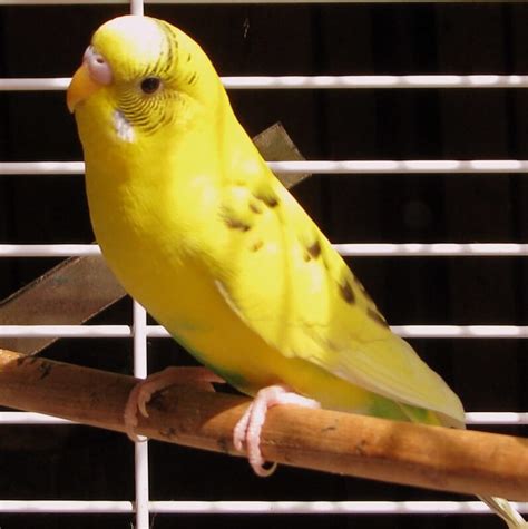 Parakeet Names – The 500 Most Popular Names for Parakeets | PetPress