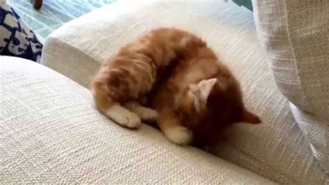 Kitten Chasing Tail - YouTube