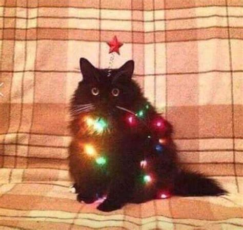 Christmas Cat Meme