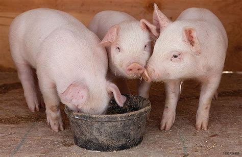 What is the best form of post-weaning piglet feed? | WATTAgNet