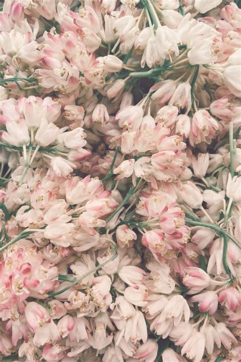 25 Greatest pastel aesthetic flower wallpaper iphone You Can Download ...