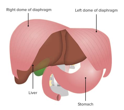 Diaphragm: Anatomy | Concise Medical Knowledge