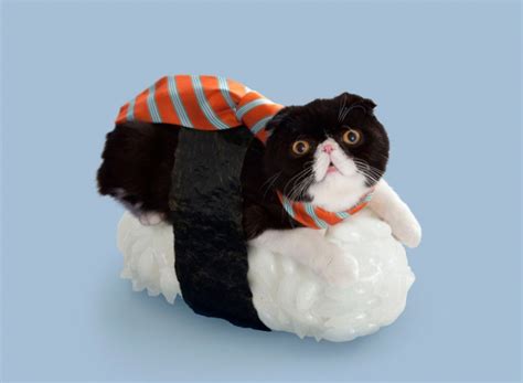 Cats + Sushi - ShockBlast