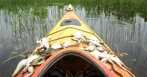 Frog Gigging 3-Part Series: Gigging by Kayak or… | Grand View Outdoors