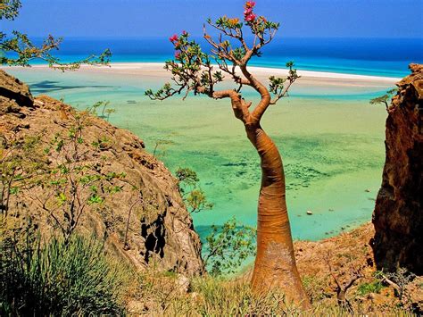 KEANEHAN PULAU SCOTRA @ SOCOTRA YAMAN, DIMANA DAJJAL DIRANTAI? | AKU ...