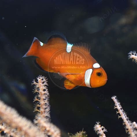 Amphiprion ocellaris "Nearly Naked" Clownfish - Shop MiniWaters.FISH ...