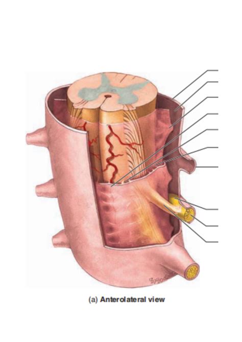 NS Anatomy: Meninges Diagram | Quizlet