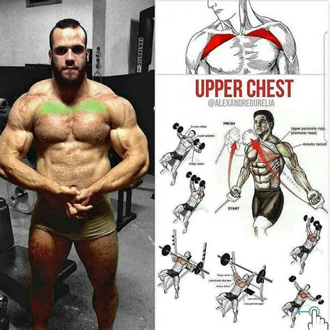 Exercise of the upper chest Exemple of chest workout Lower chest ...