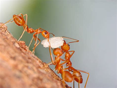 Ants Carrying Food Stock Photos, Pictures & Royalty-Free Images - iStock