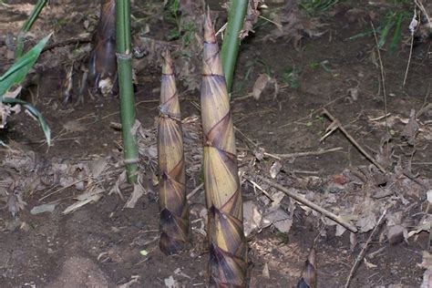 Edible Shoots | Bamboo Plants HQ