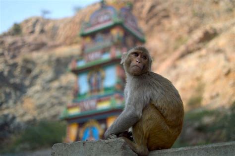 Monkey Temple India - Galtaji, Jaipur | Monkey Temple India - JaipurVijay India Tours