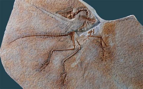 Jurassic Solnhofen – Eichstätt Archaeopteryx serial site - IUGS