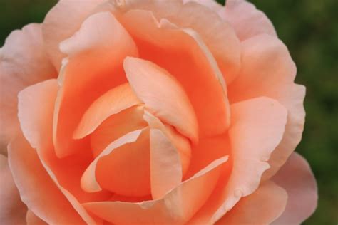 Rose Flower With Orange Petals Free Stock Photo - Public Domain Pictures