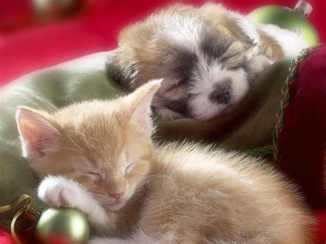 Sleeping Kittens And Puppies