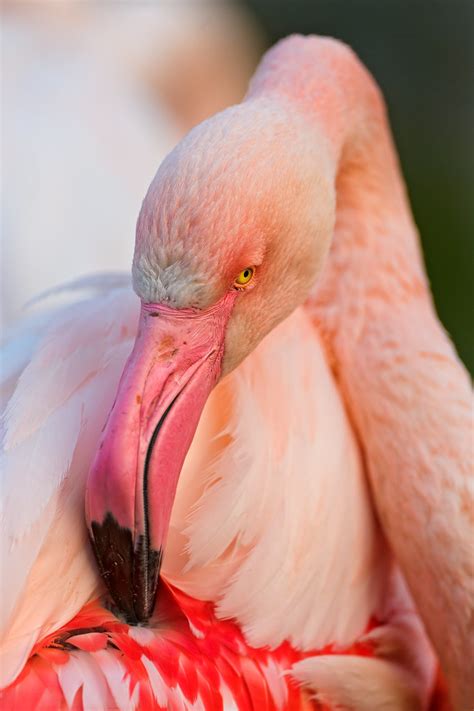 Grooming flamingo | Flamingos are easy to photography becaus… | Flickr