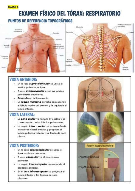 Examen físico del tórax: respiratorio | uDocz