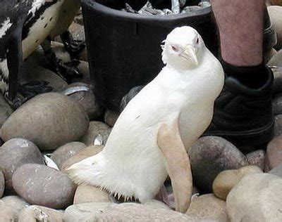 Funny Albino Animals New Photos | Funny Animals