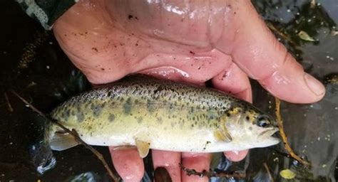 Steelhead Trout, Once Plentiful in Local Streams, Still Swim the Waters ...