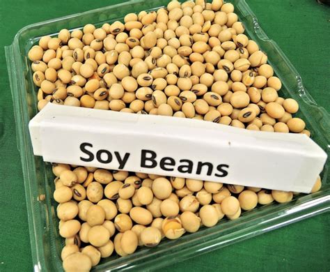 soy-beans-968986_1920 - Revival Products