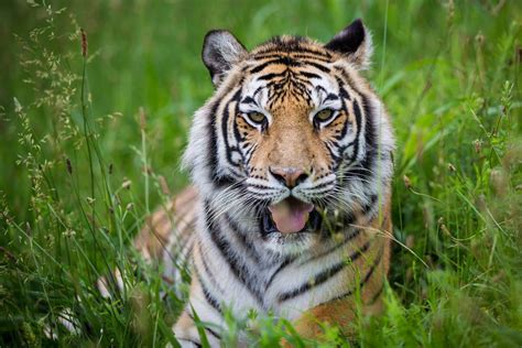 Tiger Hidden in the Grass | Big cats, Wild cats, Cats