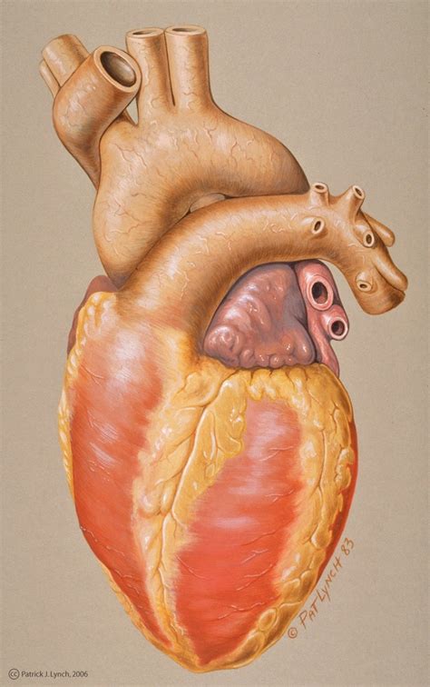 Real Human Heart Drawing at GetDrawings | Free download