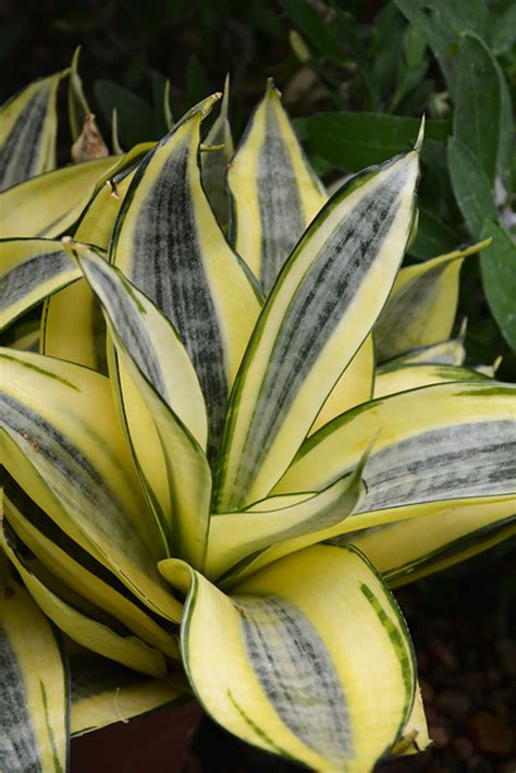 Golden Hahnii Snake Plant (Sansevieria trifasciata 'Golden Hahnii') in Reno Sparks Lake Tahoe ...