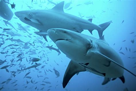 40 Bull Shark Facts About The Most Common Shark In The World