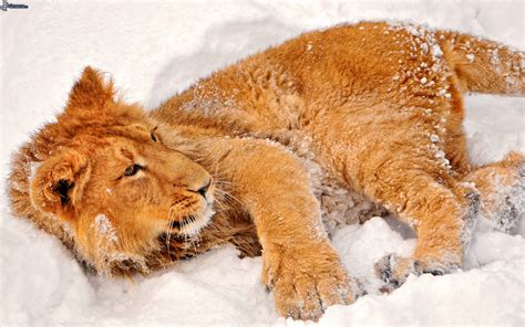 photographies animaux dans la neige