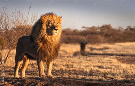 Foto de Strong and confident lion on a hill. do Stock | Adobe Stock