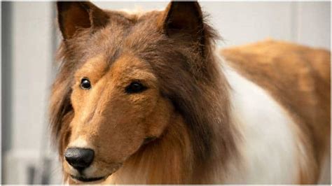 Watch: Japanese man spends over Rs 12 lakh to turn into a dog