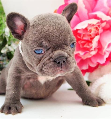 Gray French Bulldog With Blue Eyes - Property & Real Estate for Rent