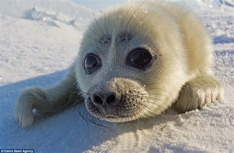 Adorable Seal Pup Poses For Photos, Even Waves At Photographer