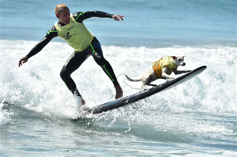 Who let the dogs out to surf? | Dog competitions, Surf city, Surfing