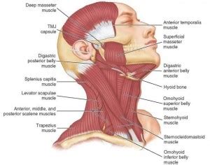 Temporomandibular Joint Muscles