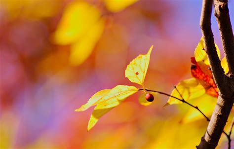 Photo Wallpaper Leaves, Macro, Background, Tree, Wallpaper, - Wallpaper ...