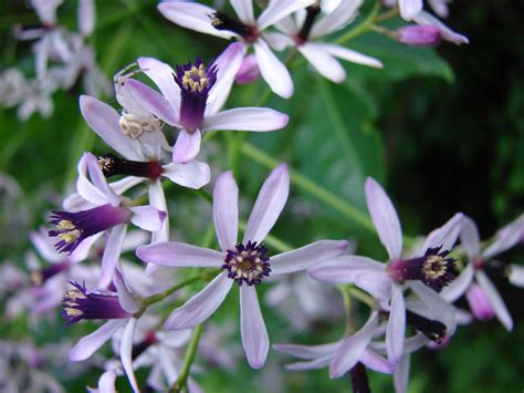 Chinaberry Flowers | sarowen | Flickr