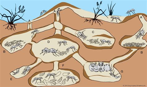 Diagram Of A Ant