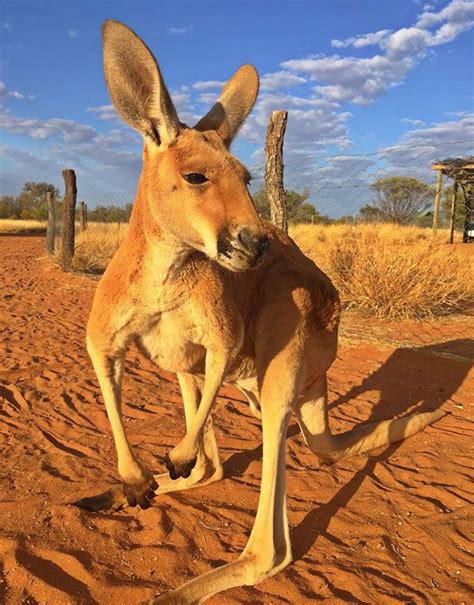 6 Remarkable Places in the Australian Outback | Australian animals ...